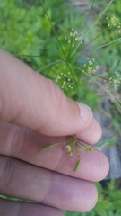 Osmorhiza occidentalis