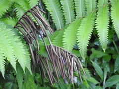 Onocleaceae