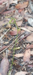 Drosera planchonii