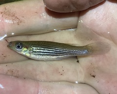 Fundulus lineolatus