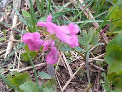 Corydalis turtschaninovii