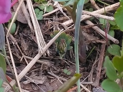 Corydalis turtschaninovii