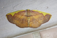 Nothomiza flavicosta