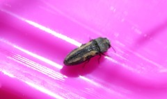 Acmaeodera ligulata