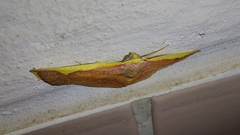 Nothomiza flavicosta