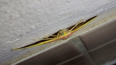 Nothomiza flavicosta