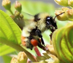 Bombus centralis