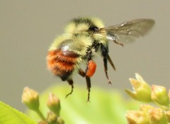 Bombus centralis