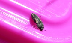 Acmaeodera ligulata