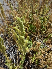 Amaranthus watsonii