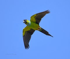 Nanday Parakeet photo 2