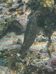 Siganus spinus