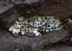 Solorina saccata