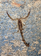 Centruroides koesteri