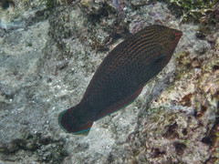 Halichoeres marginatus