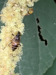 Eristalinus megacephalus