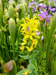 Lysimachia asperulifolia