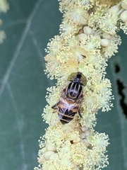 Eristalinus megacephalus