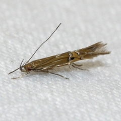 Cosmopterix fernaldella