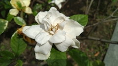 Gardenia jasminoides