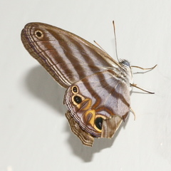 Chloreuptychia herseis