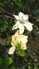 Gardenia jasminoides
