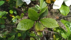 Gardenia jasminoides