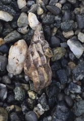 Boreoscala greenlandica