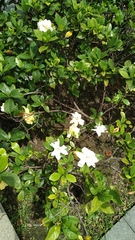 Gardenia jasminoides