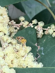 Eristalinus megacephalus