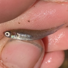 Fundulus lineolatus