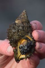 Fusitriton oregonensis