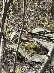 Hylocichla mustelina