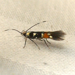 Cosmopterix molybdina