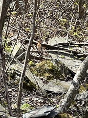 Hylocichla mustelina