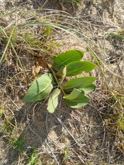Asclepias × aequicornu
