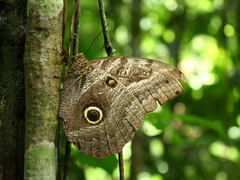 Caligo idomeneus
