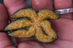 Leptasterias alaskensis