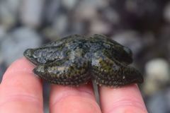Leptasterias alaskensis
