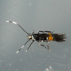 Cosmopterix molybdina