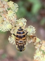 Eristalinus megacephalus