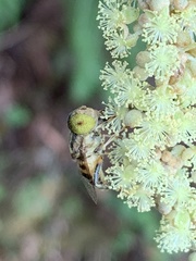 Eristalinus megacephalus