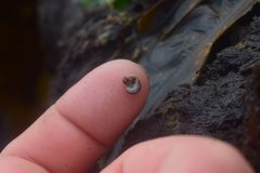 Margarites helicinus