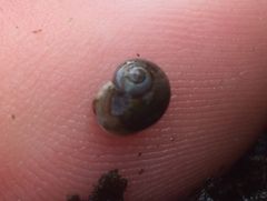 Margarites helicinus