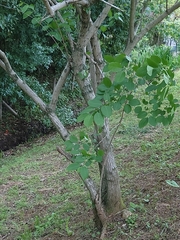 Euonymus hamiltonianus