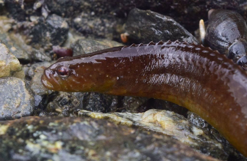 Ribbon Prickleback