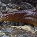 Ribbon Prickleback - Photo (c) Paul Norwood, some rights reserved (CC BY-NC), uploaded by Paul Norwood