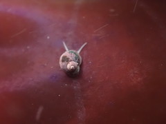 Eulithidium