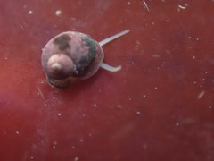 Eulithidium