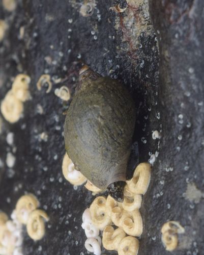 Volutharpa ampullacea observed 2018-05-29